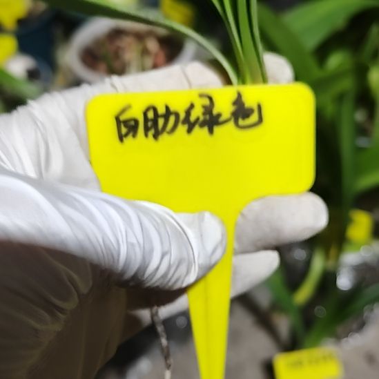 白肋绿色  单辫  2.0