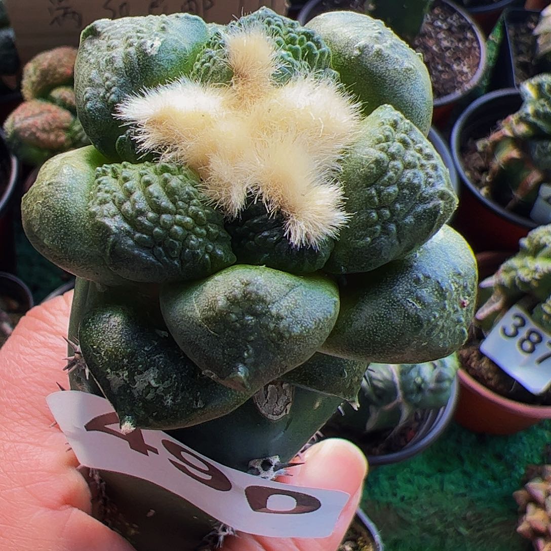 无花朵光面连山牡丹490