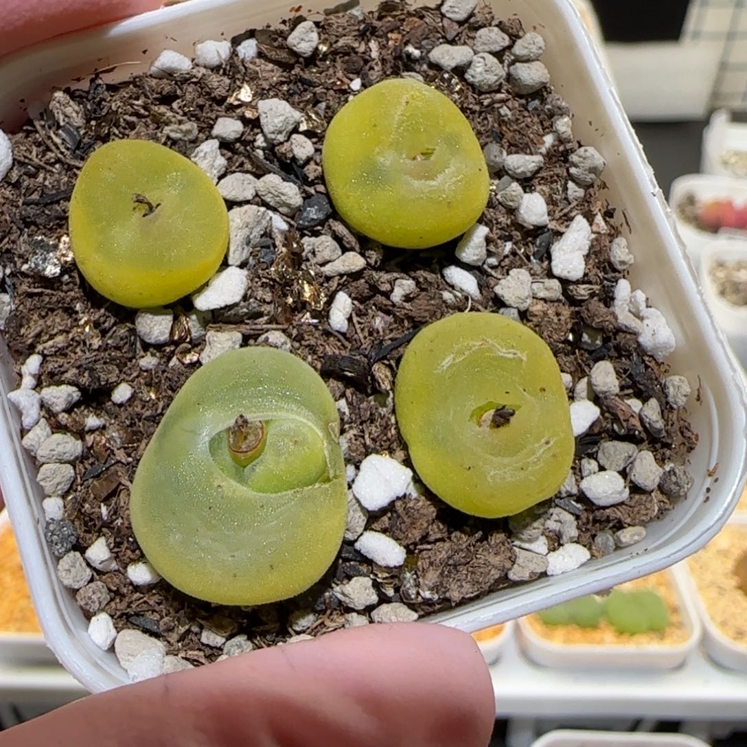 肉锥多肉植物百科-水晶鞋一盆1178