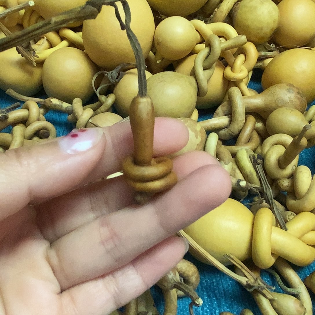 珠***貝一把葫芦便宜漏了