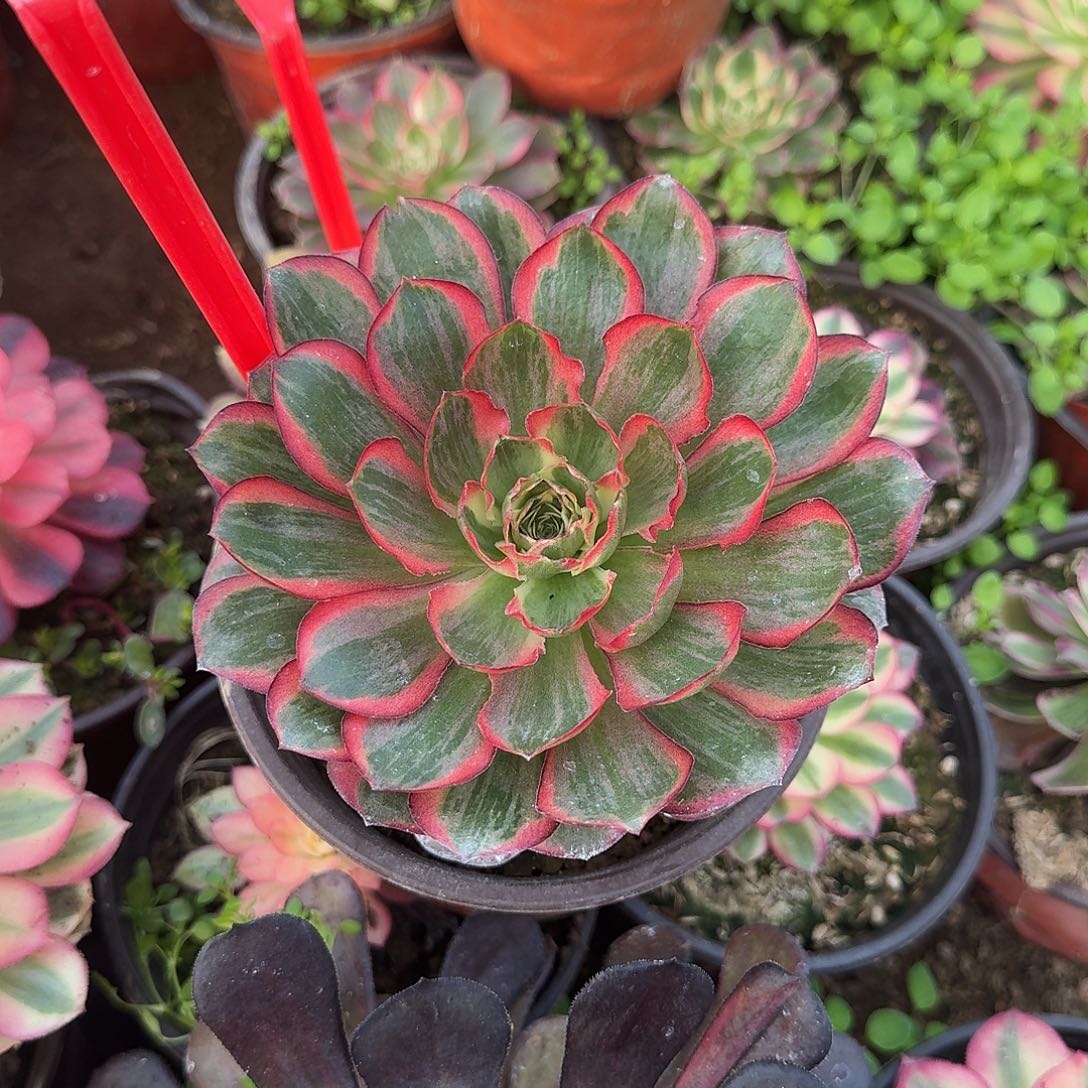 4594纳福多肉法师