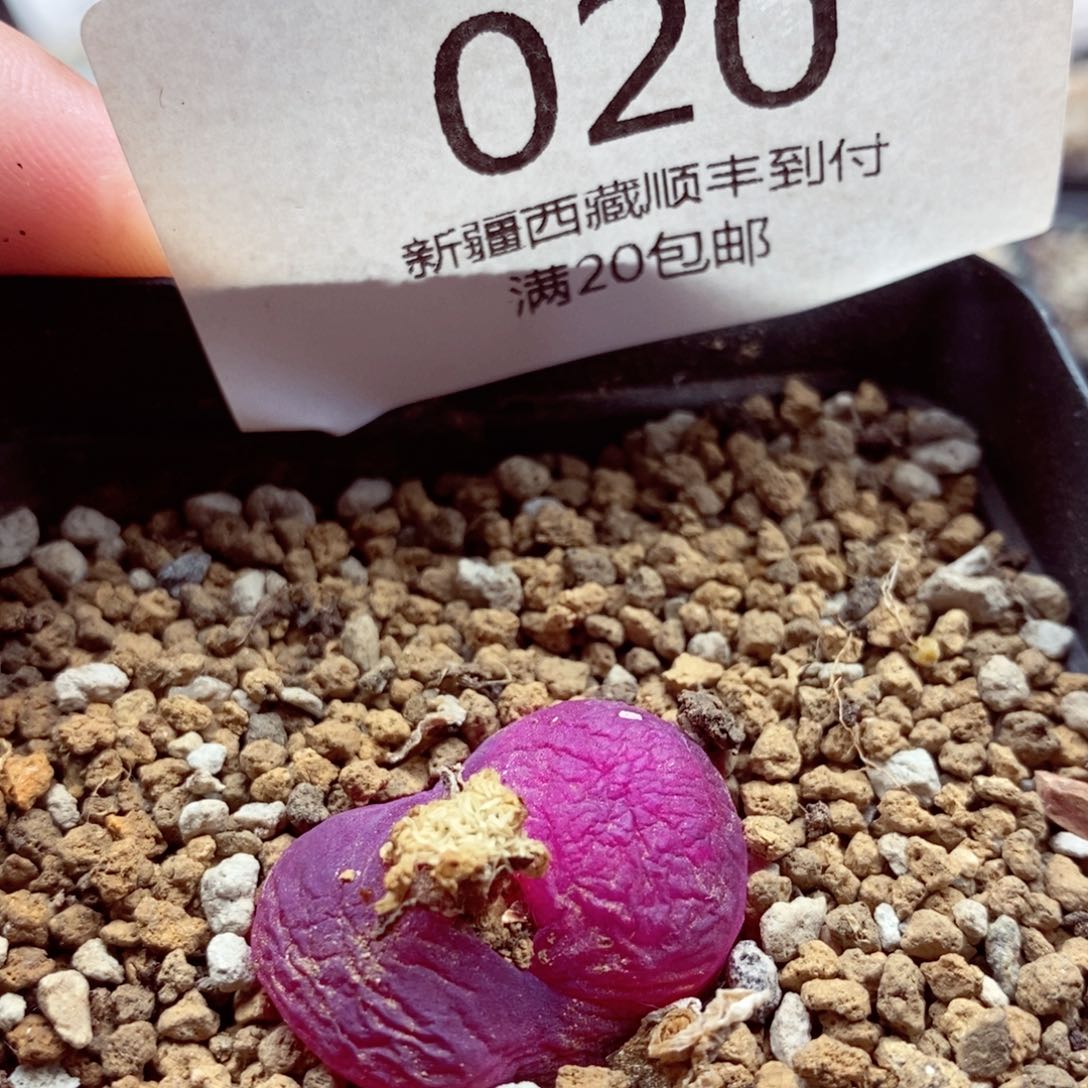 我也是很喜欢这个节目020