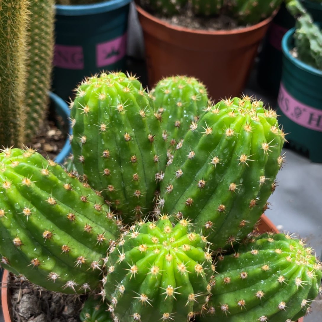 群生光阴一物一拍新品75