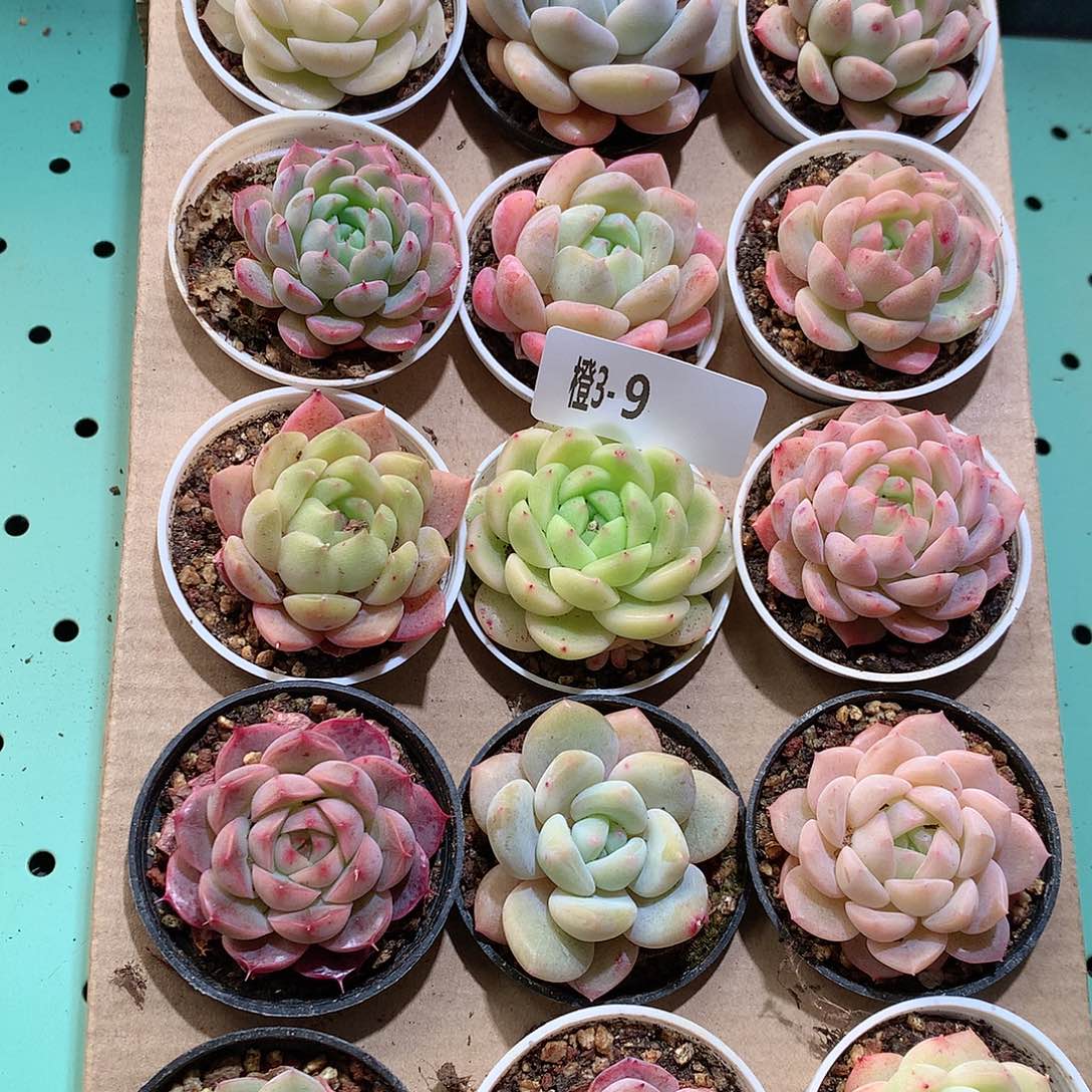 3-9一物一拍带盆18颗