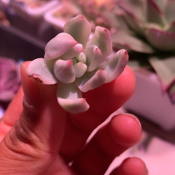 福娃锦锦锦锦锦锦锦