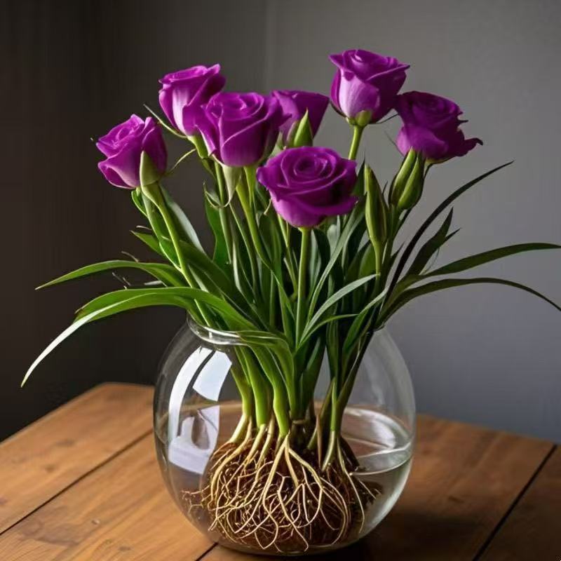 【水培玫瑰草花】大花浓香型重瓣花苗桌面水培花卉宿根植物懒人好养