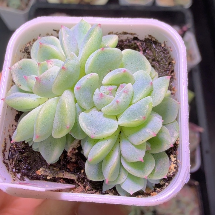 旺***冰纸鸢开播福利特特