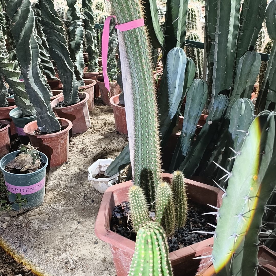 完全开放毛花柱有根2颗