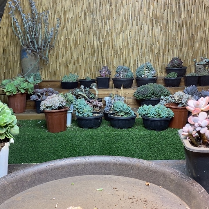 灵***熙262 号白胖子多肉植物