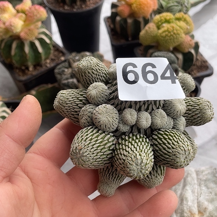 完全开放664精巧一个