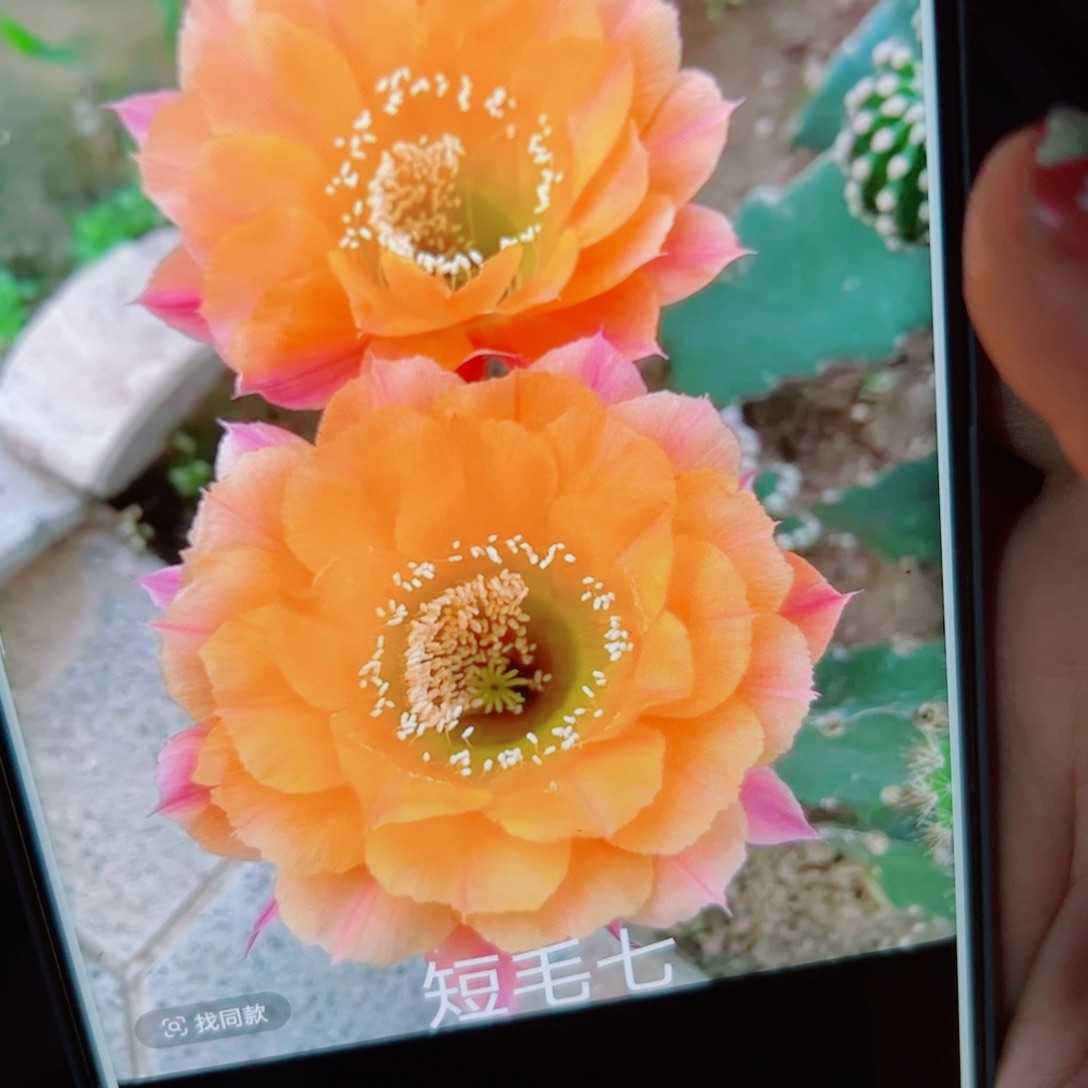 下125彩草短毛七根歪6公分左右掉侧芽无售后脱土发货