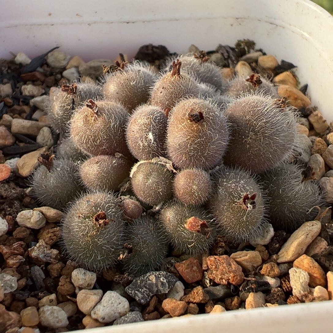 752多肉植物种类多样
