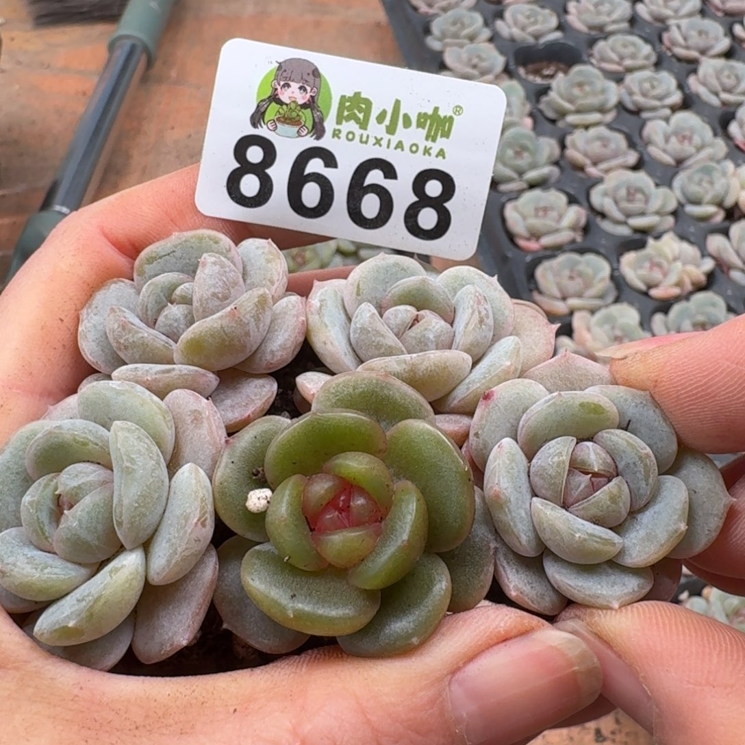 多肉植物多肉植物