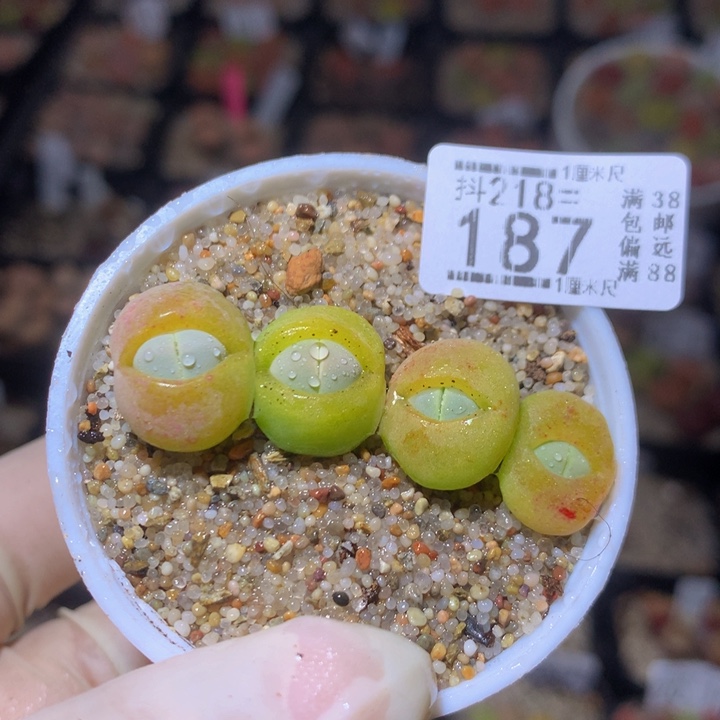 精品生石花218.187