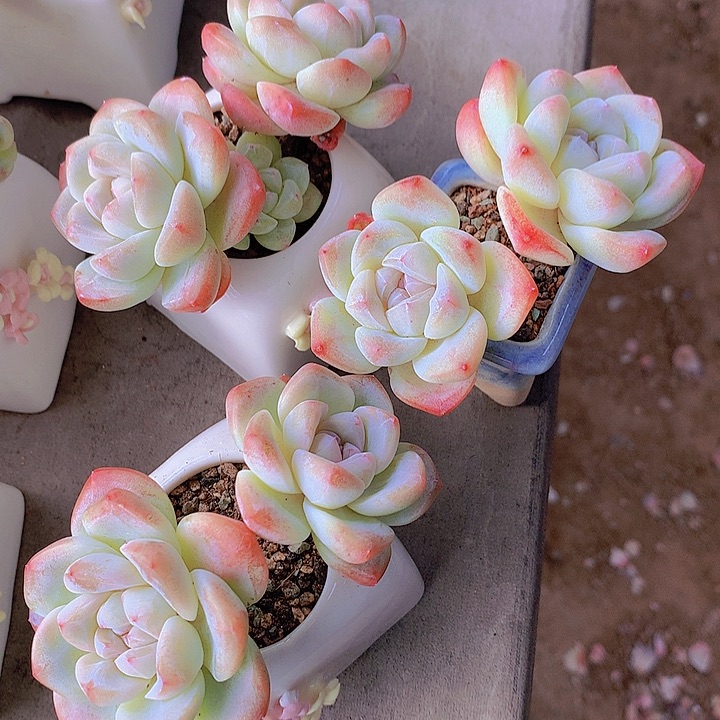 一物一拍。福利双头冰玉3颗