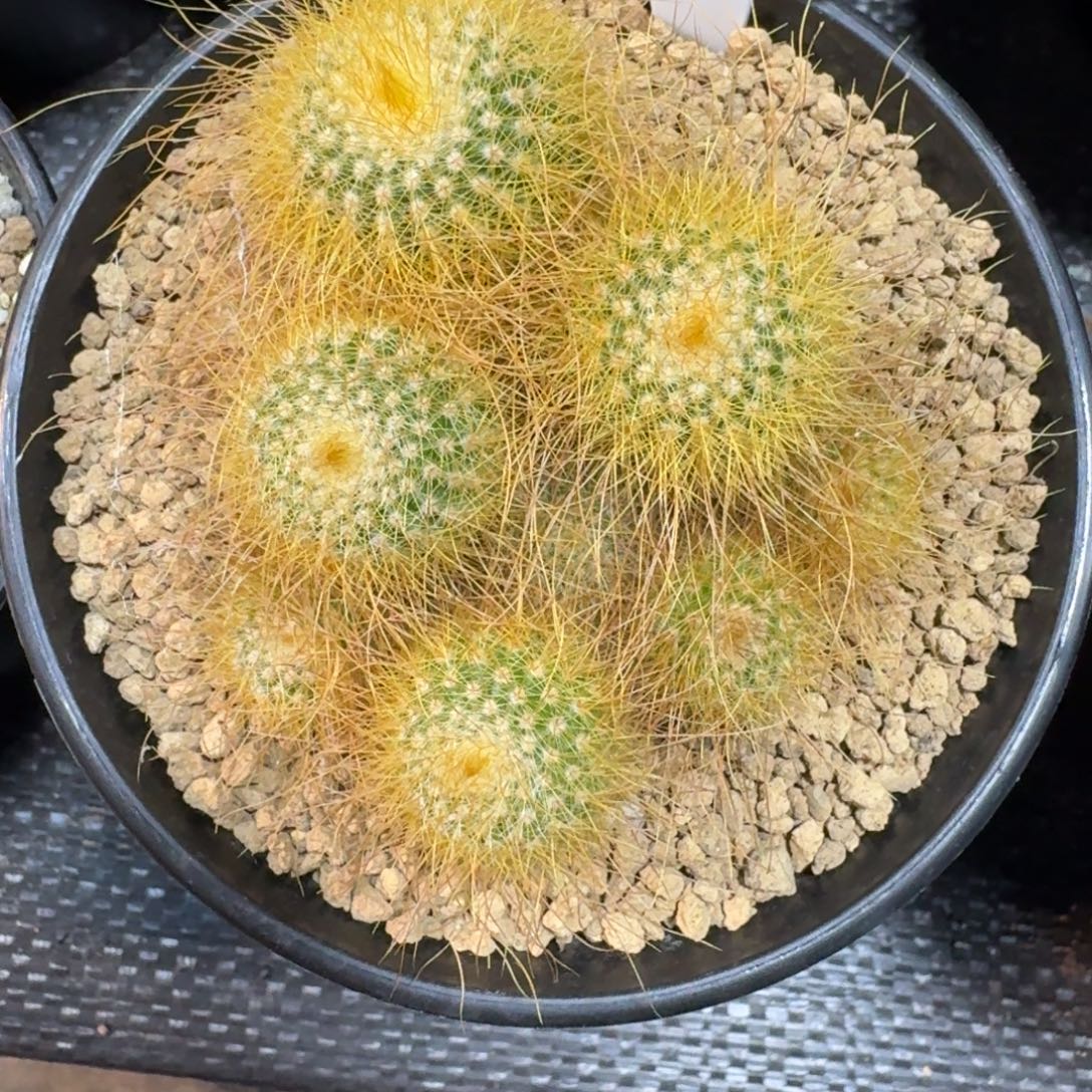 阳***阳仙人球长毛金丝猴