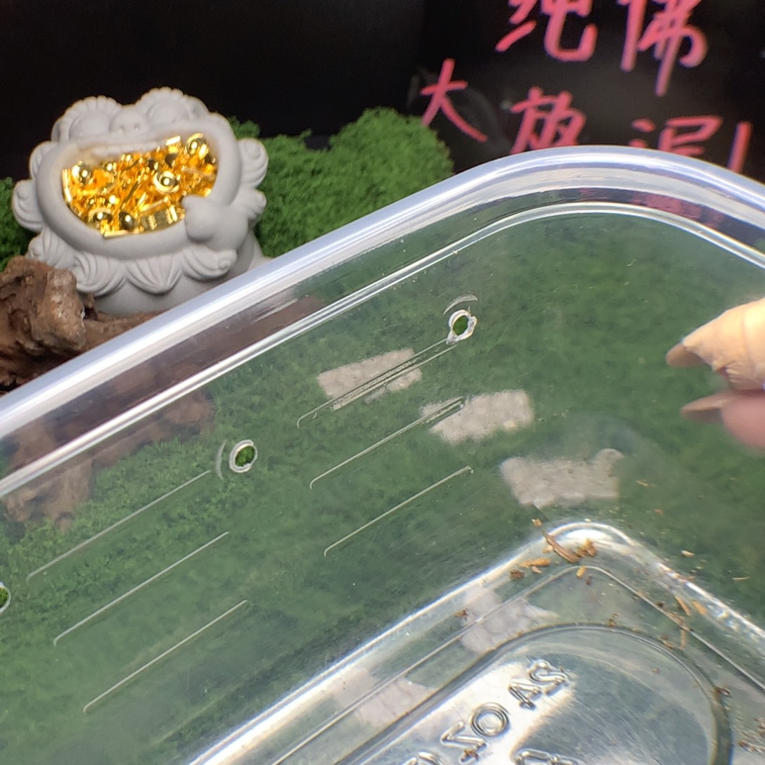 绿毛龟母君哥龟龟专属链接