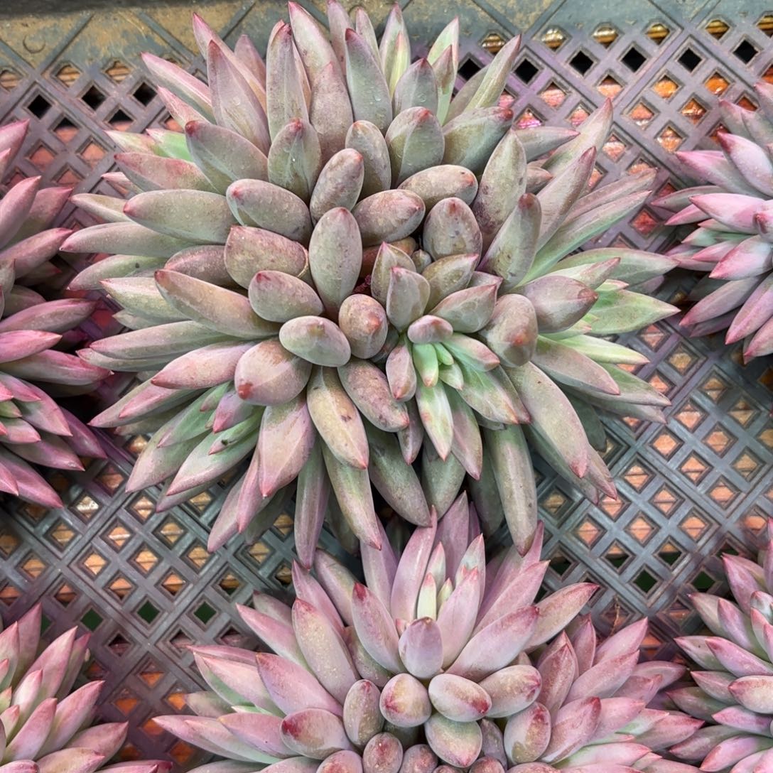 罗***兰羽毛纹虞美人，多肉植物