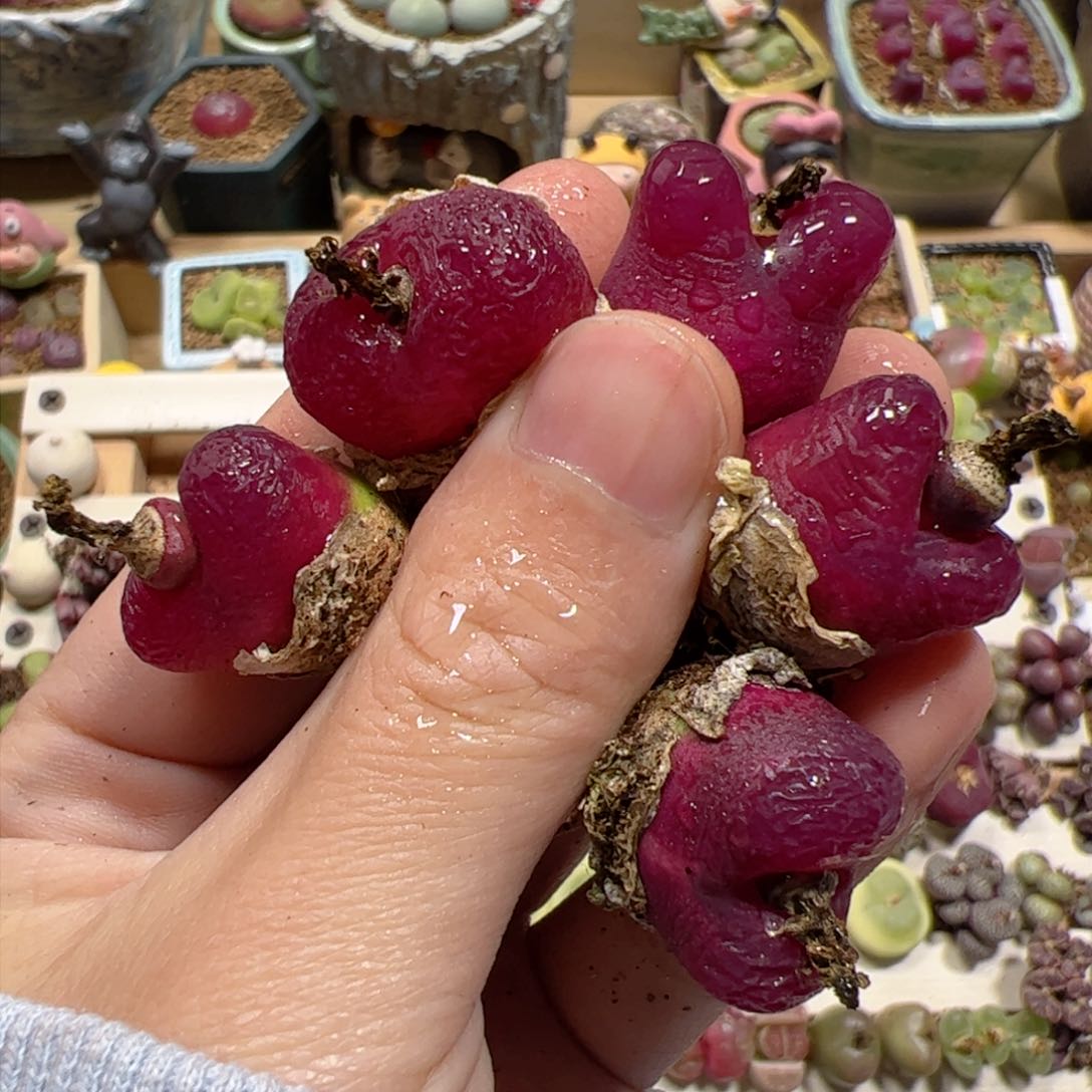 【闪购商品】17 车厘子x5