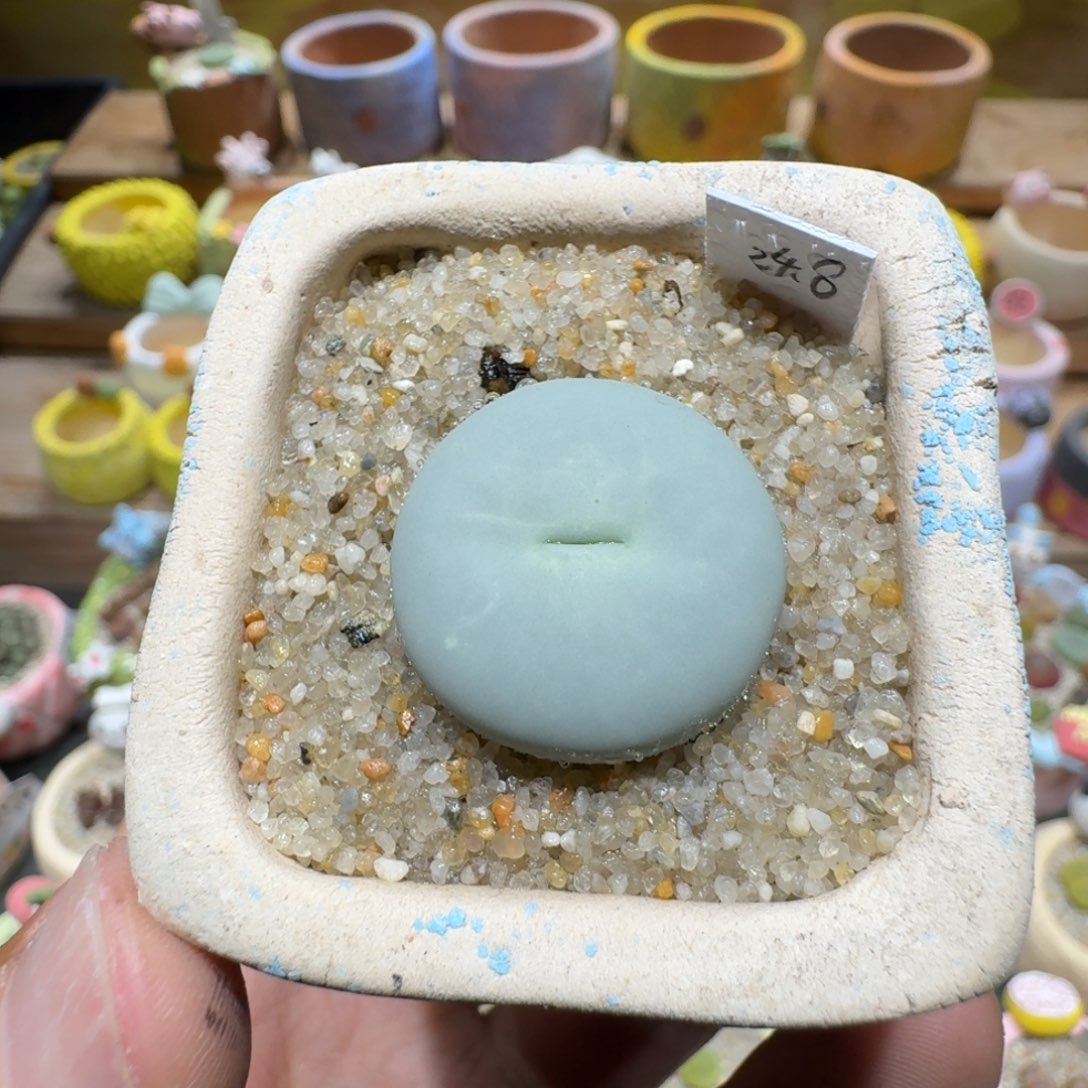 蘑菇1426红嘴多肉植物