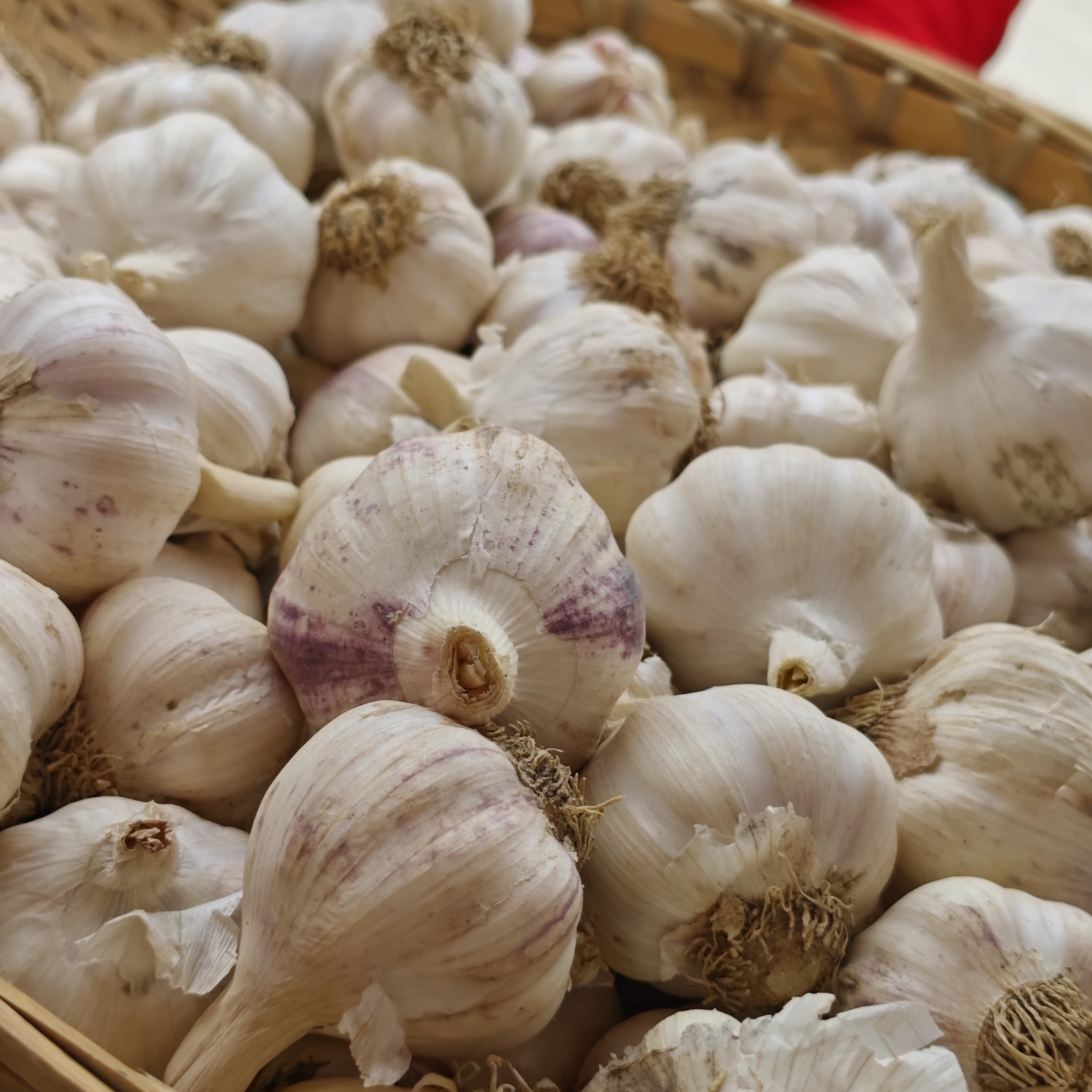 【新鲜应季蔬菜】农家自销紫皮大蒜