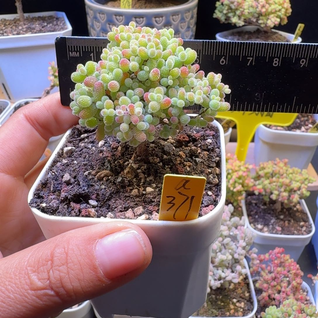 C***ca371号橘子糖冠服5.5厘米左右