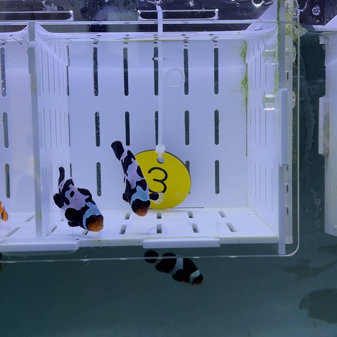 海水鱼精品黑冰小丑