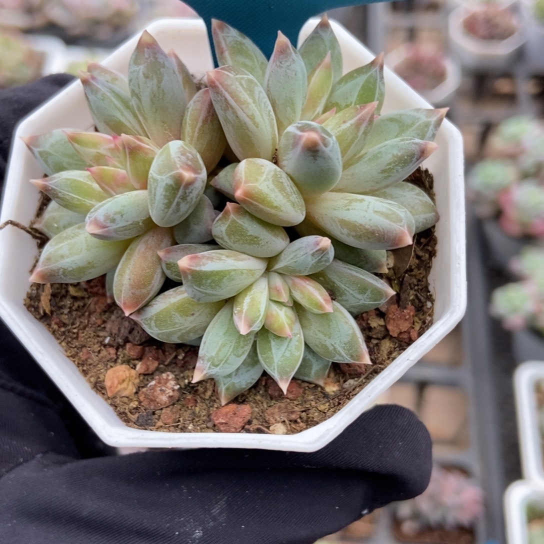 039伊丽莎白多肉植物