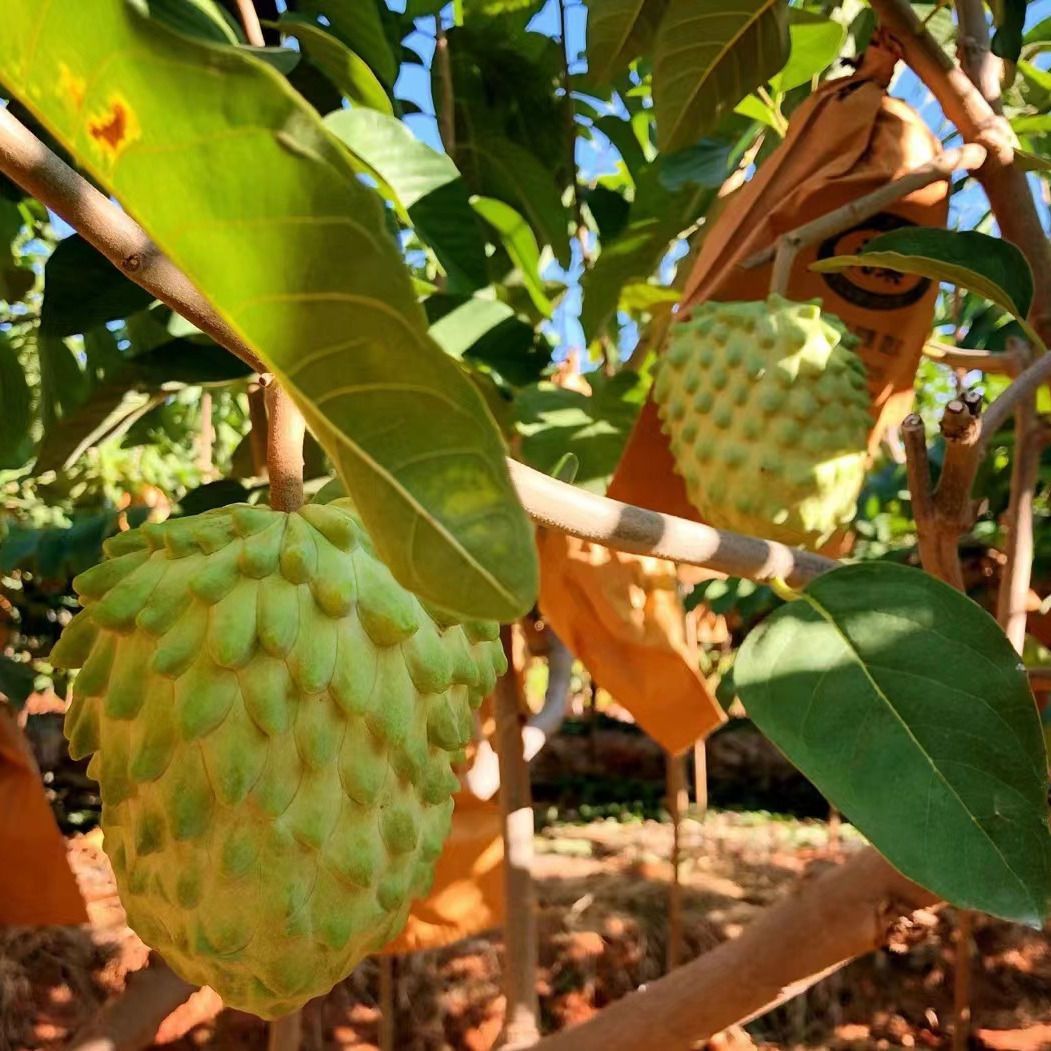 正宗台湾凤梨释迦佛陀盆栽地栽绿植花卉四季南方北方种植当年结果