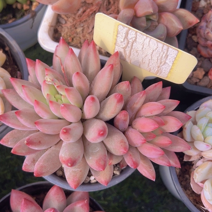 健健康康平平安安