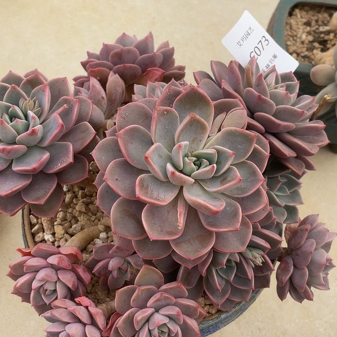 红粉佳人多肉多肉多肉