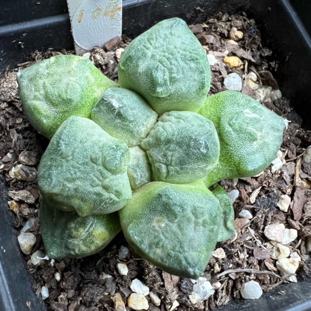 无毛连山牡丹自根仙人球稀有品种创意桌面防辐射多肉植物盆栽