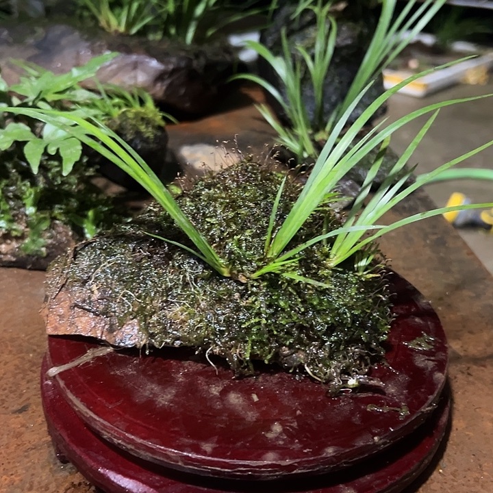 完全开放附石菖蒲，花卉绿植