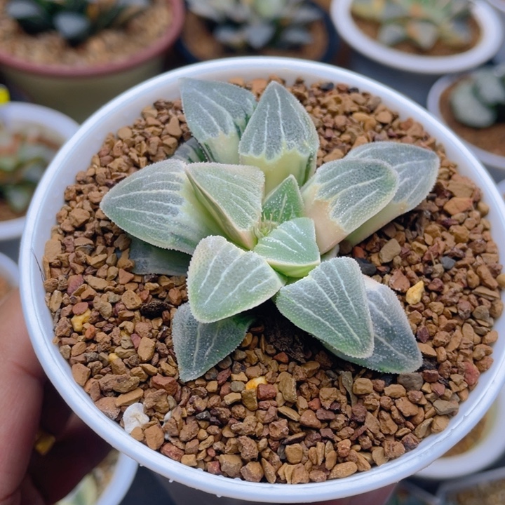 实生糊斑磨面寿锦十二卷