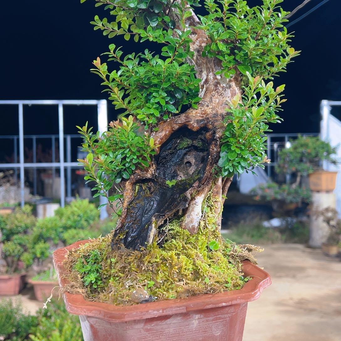 以实际为准赤楠9988