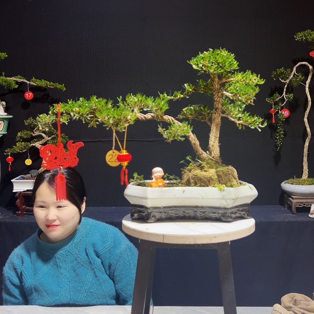 广东黄杨木盆景广东黄杨木盆景