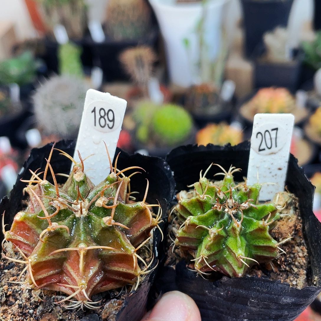 非偏远地区满25发货仙人球