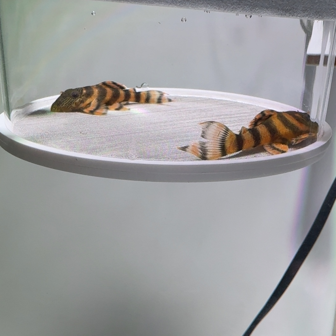 清道夫鱼48号鬼面红老虎