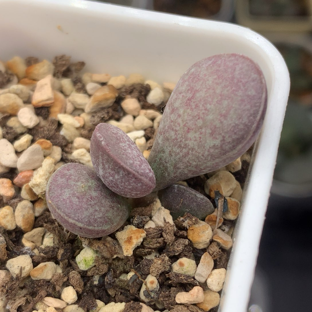 满斑花蛋 一物一拍 多肉植物盆栽新手好养番杏科办公室花卉绿植