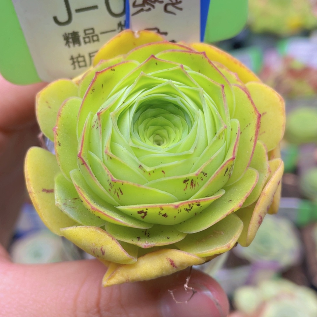 紫樱玫瑰J096一物一拍