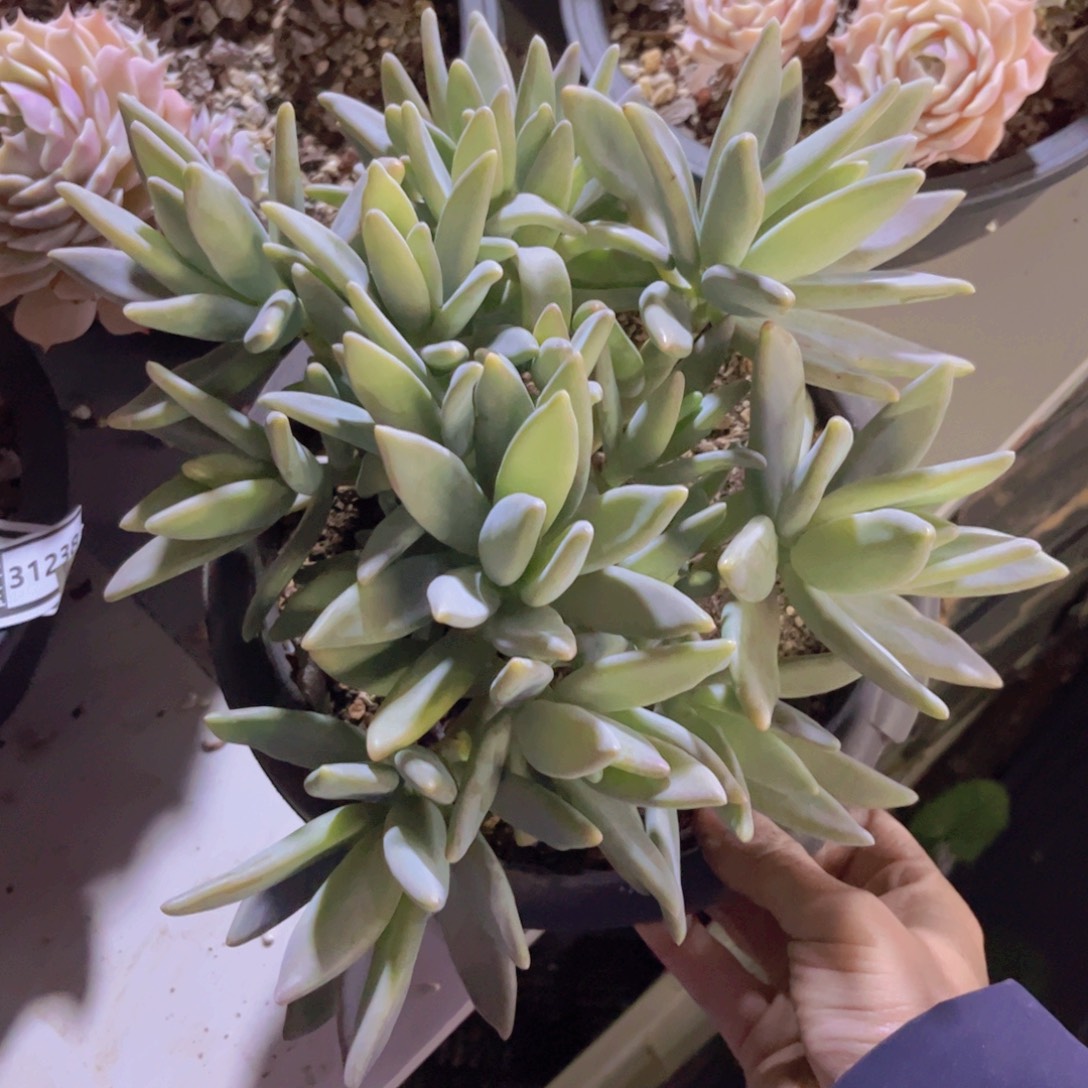 企鹅杂31229多肉植物