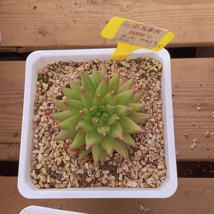 *****我都想吃的呀哈嘛