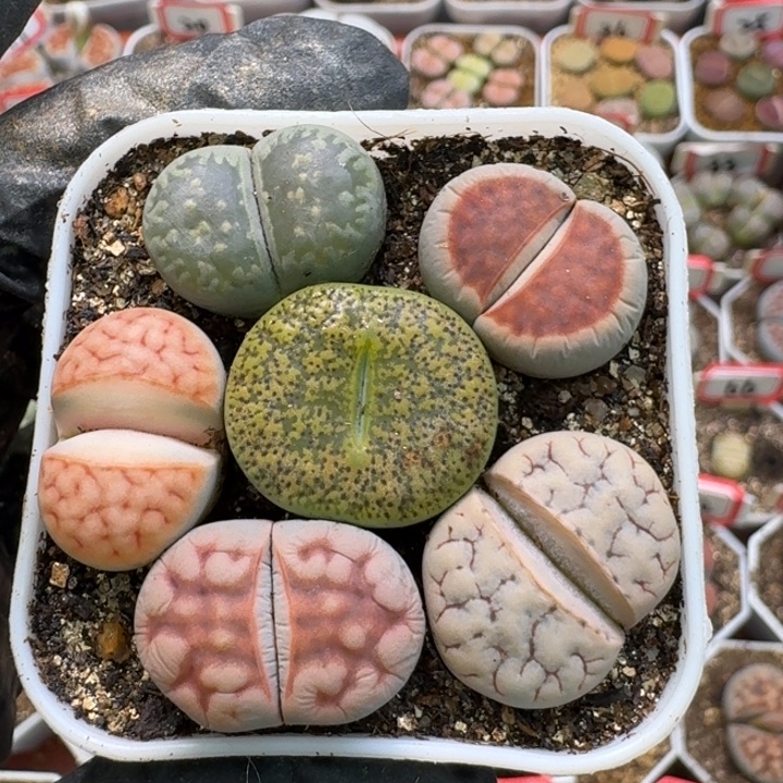 生石花2/：。在。 278号