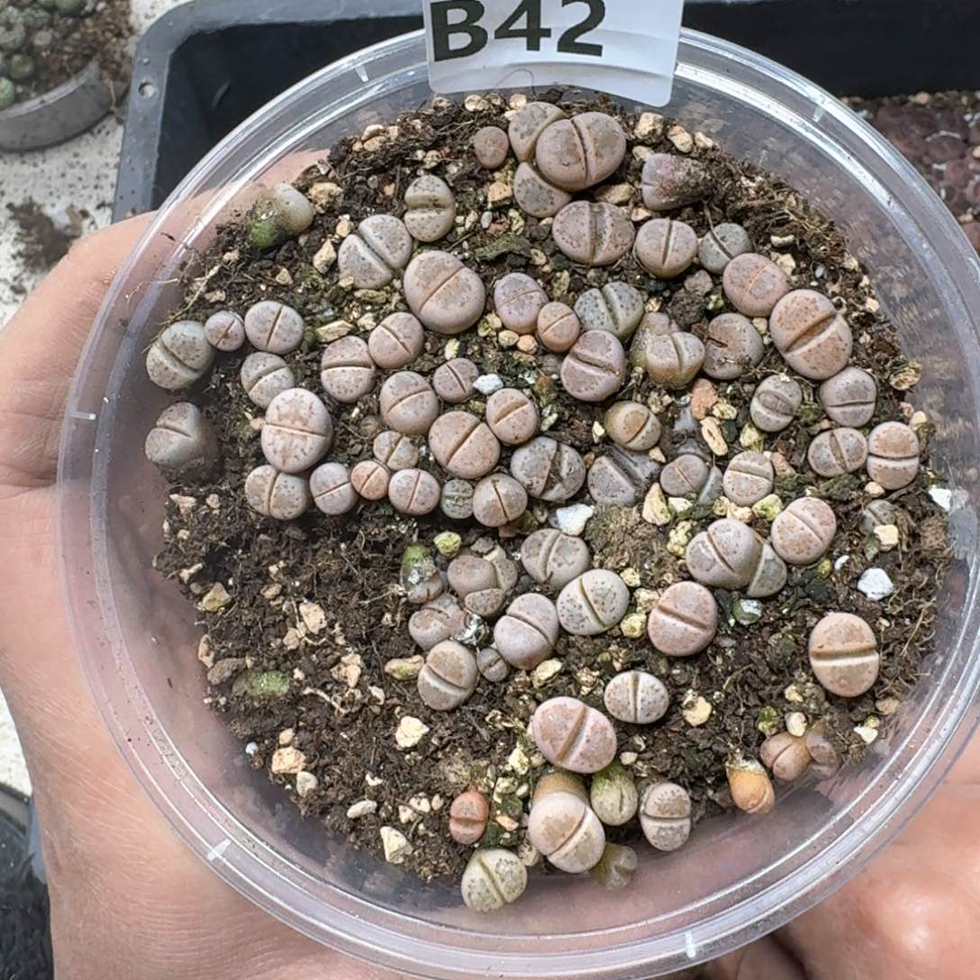 B42。 小热唇一盒。