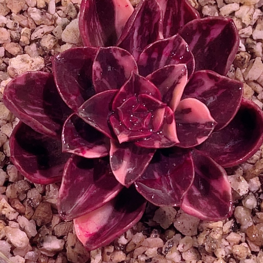 尚品园艺福利锦巧克力方砖