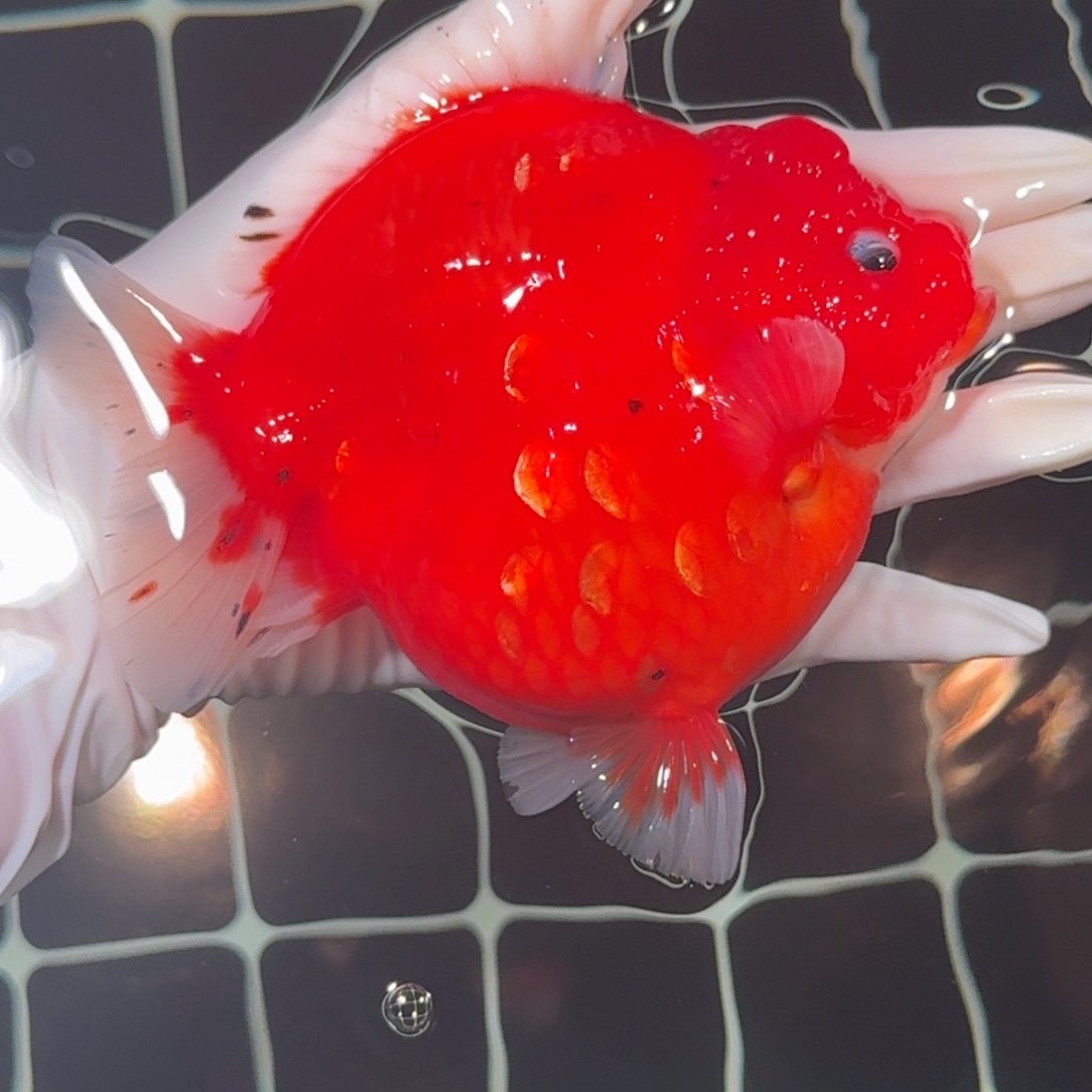 金鱼精品红白短尾将军狮子