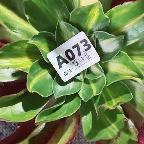 【闪购商品】夏*童12345678