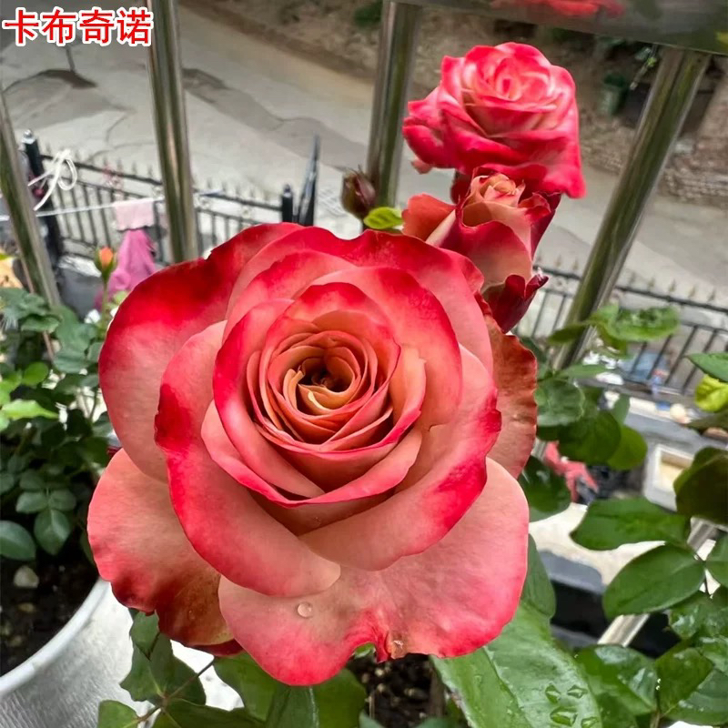 新品卡布奇诺月季肯尼亚复古切花玫瑰庭院阳台盆栽四季开花