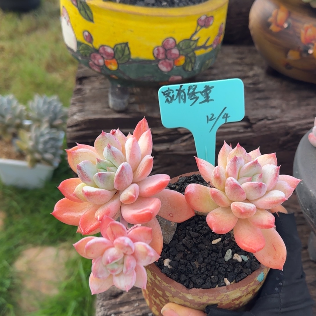 家***童家有琴童姐姐多肉植物