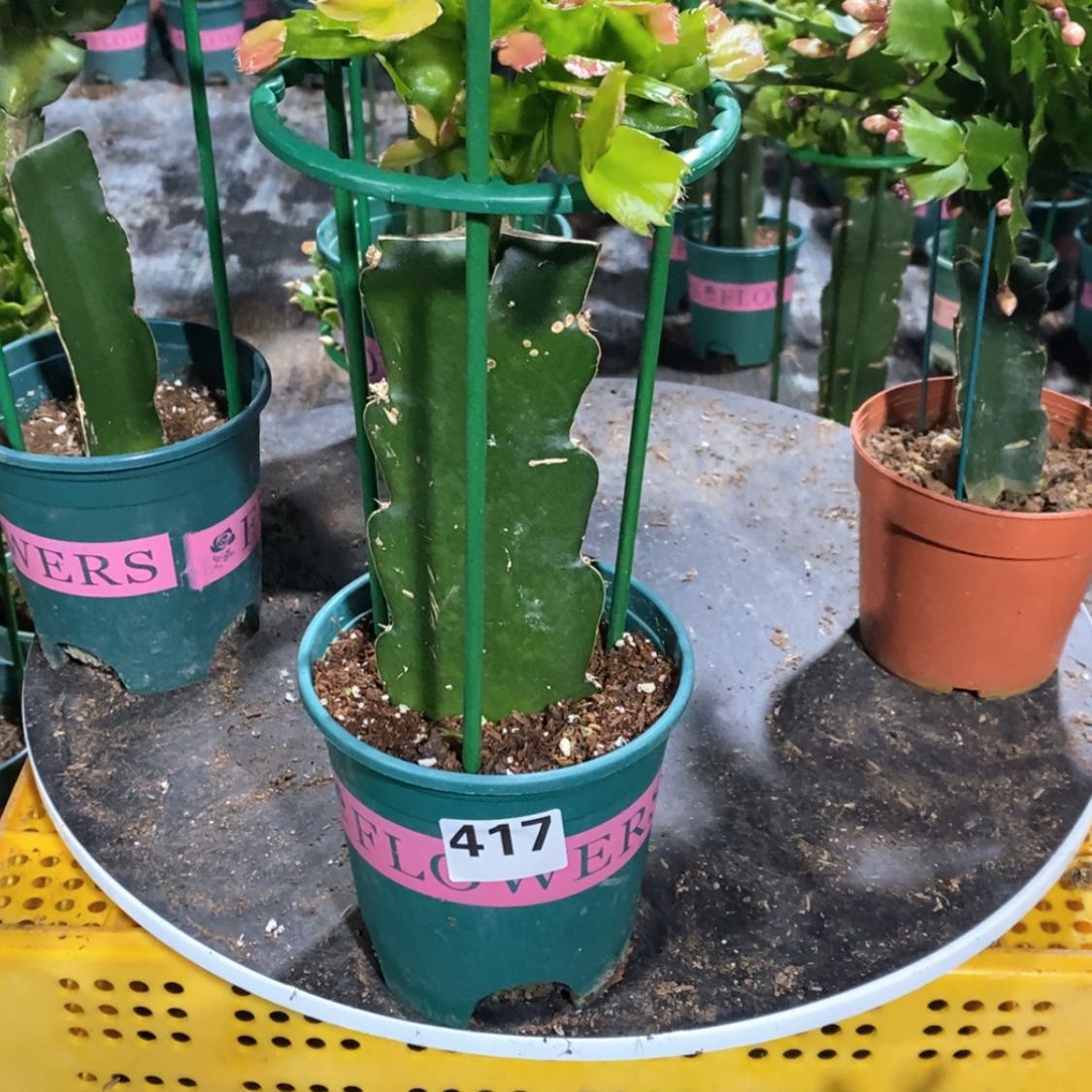 【闪购商品】当前无花朵，栽培后可花朵一**北417嫁接100